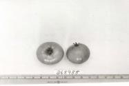 Click for 1 image(s) for this accession. FRUIT